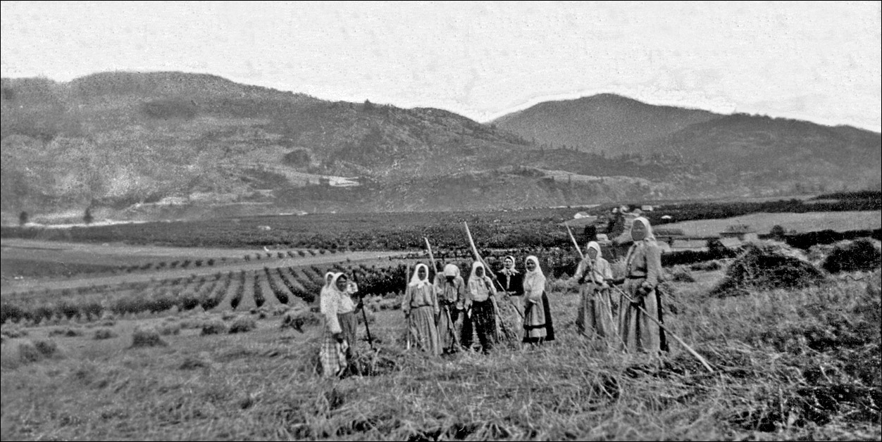Doukhobor hay field workers